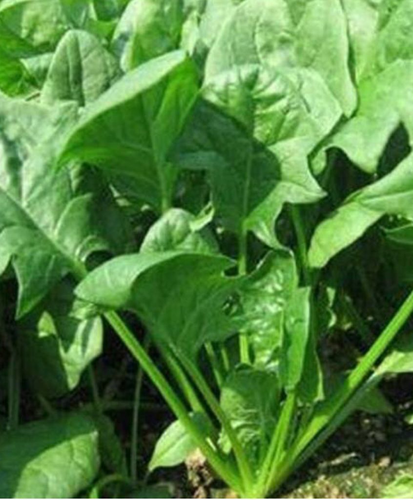 Benefits of Horenso, The Healthy Japanese Spinach